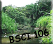 BSCI 106