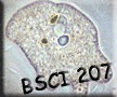 BSCI 207