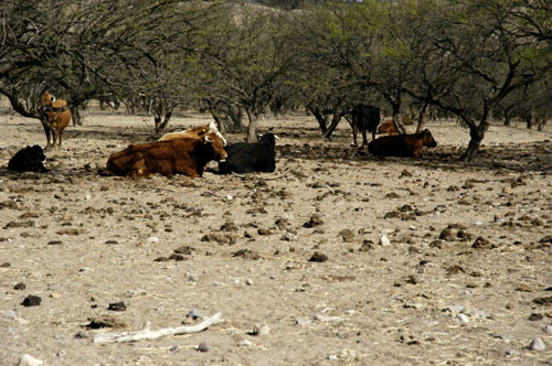 overgrazing by cows