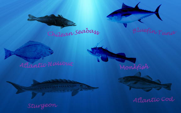 halibut, chilean seabass, bluefin tuna, monkfish, sturgeon, cod