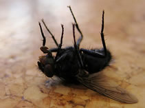 dead housefly