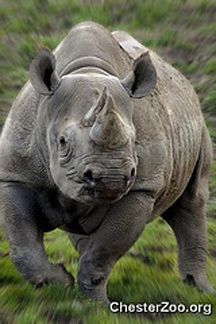 rhino