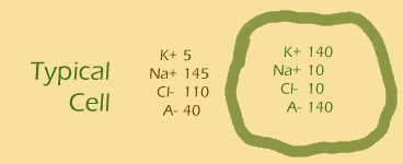 typical cell