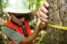 measuring a log