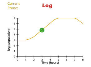 bacterial population growth phases