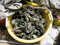 oysters in a bucket