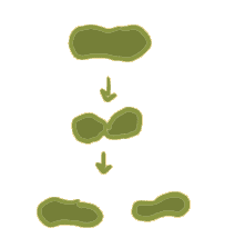 cells divide