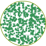 400+ E. faecalis on one plate