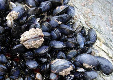 mussels