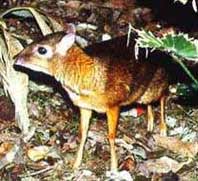 mouse deer