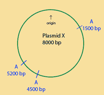 plasmid