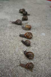 snails