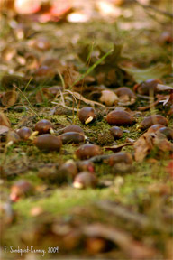 acorns