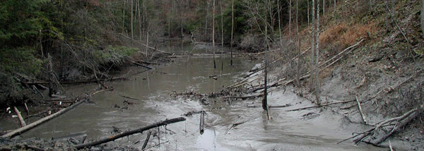 Martin County creek after the coal sludge spill