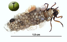 caddisfly larva