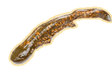 hellbender salamander