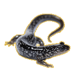 white spotted slimy salamander