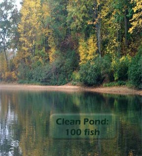 clean pond, 100 fish