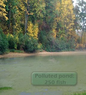 polluted pond, 250 fish