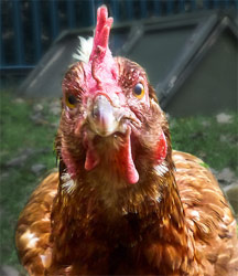 angry chicken