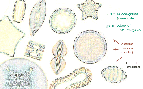 diatoms and M. aeruginosa 