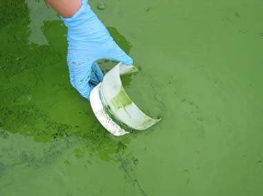 blue-green algae bloom