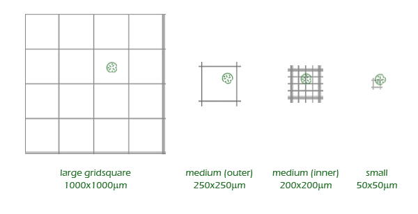 75um diatom compared to each size of gridsquare