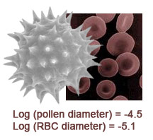 RBC and pollen grain