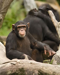 chimpanzee