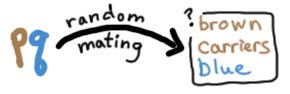 p,q --random-mating--> (??) genotypic distribution