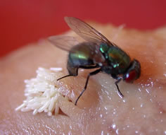 housefly laying eggs
