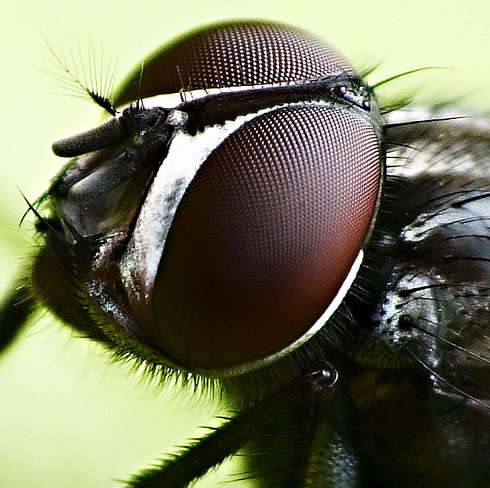 housefly with big eyes