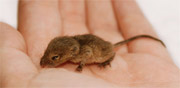 baby mouse