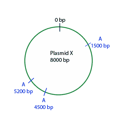 plasmid