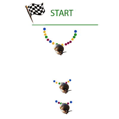 snail race